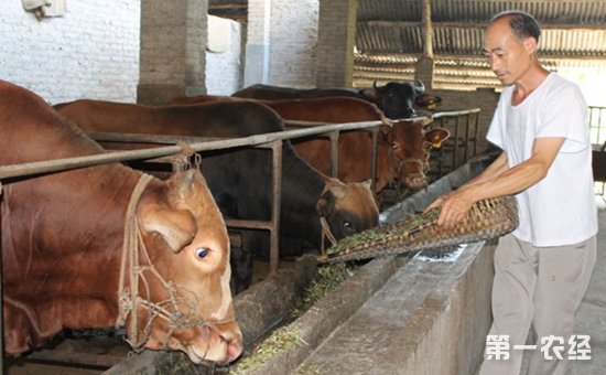 3、一公斤育肥牛西門塔爾日飼料成本是多少