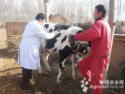 1、奶牛各階段飼料配方