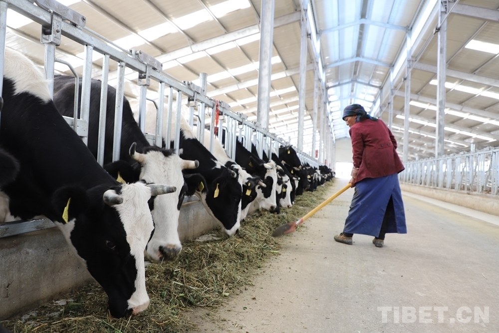 4、奶牛飼料品牌