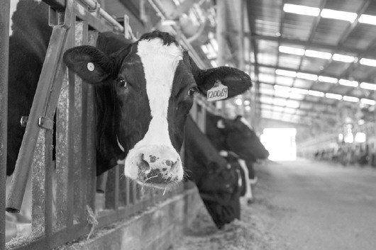 1、奶牛各階段飼料配方