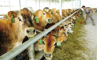 2、奶牛各階段飼料配方