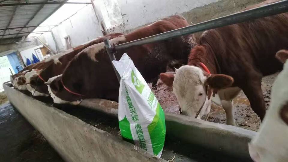 2、~斤肉牛精飼料配方